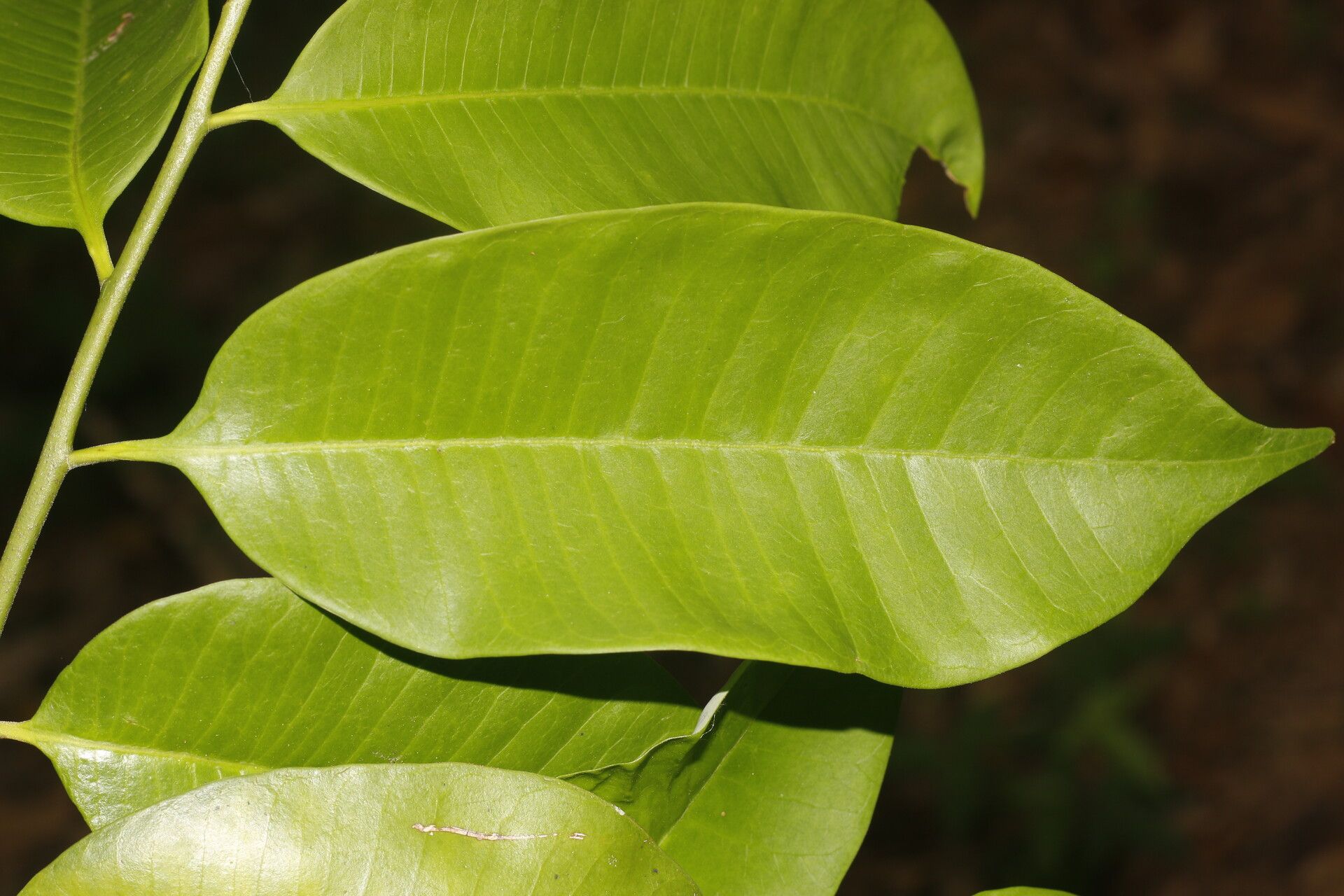Aspidosperma megalocarpon leaf