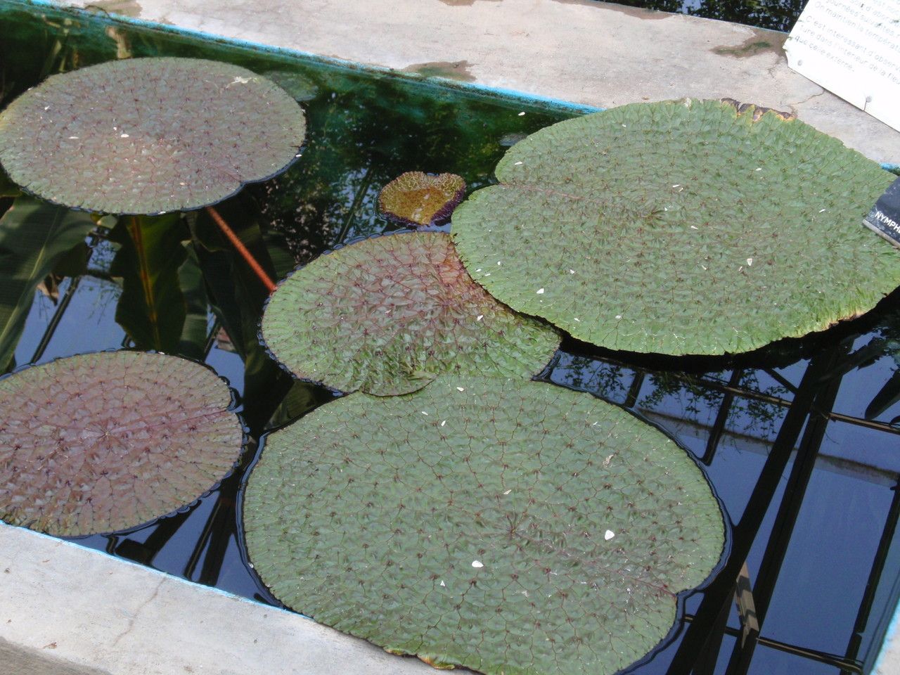 Euryale ferox — houseplant care guide