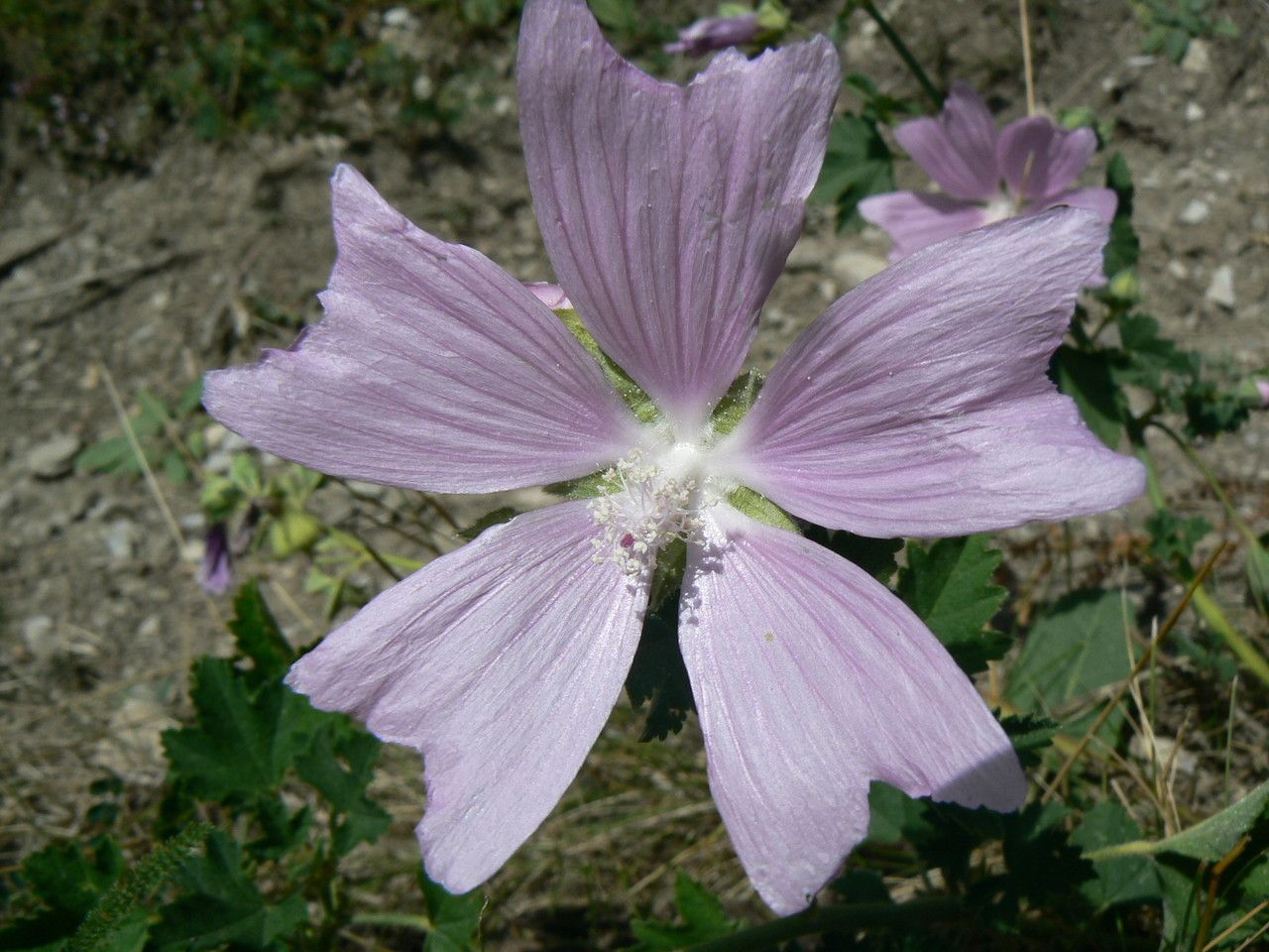 Malva longiflora — houseplant care guide