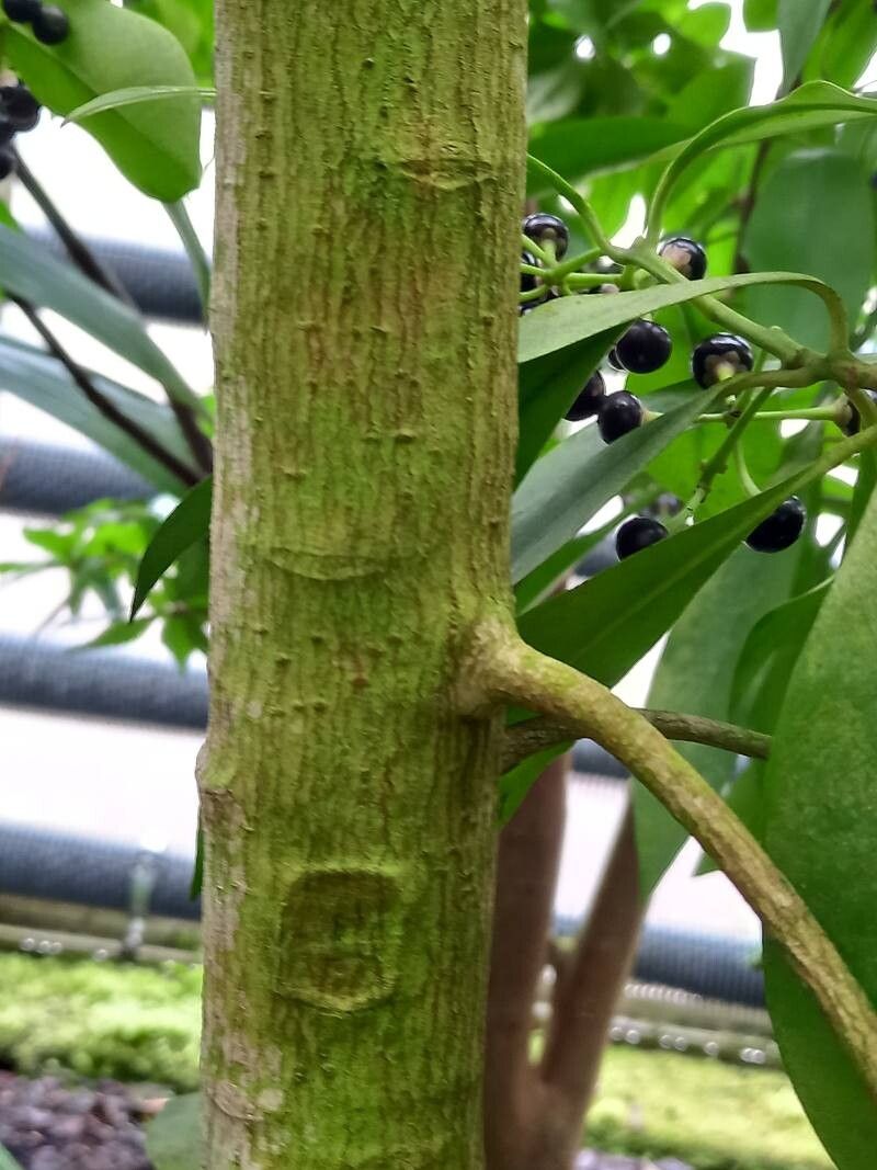 Ardisia polycephala bark