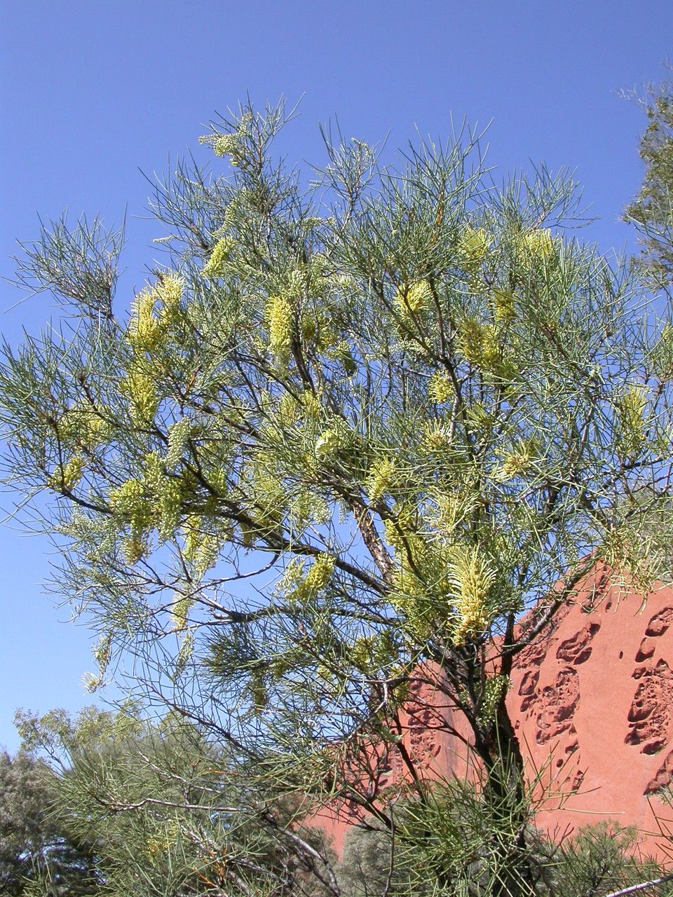 Grevillea stenobotrya habit