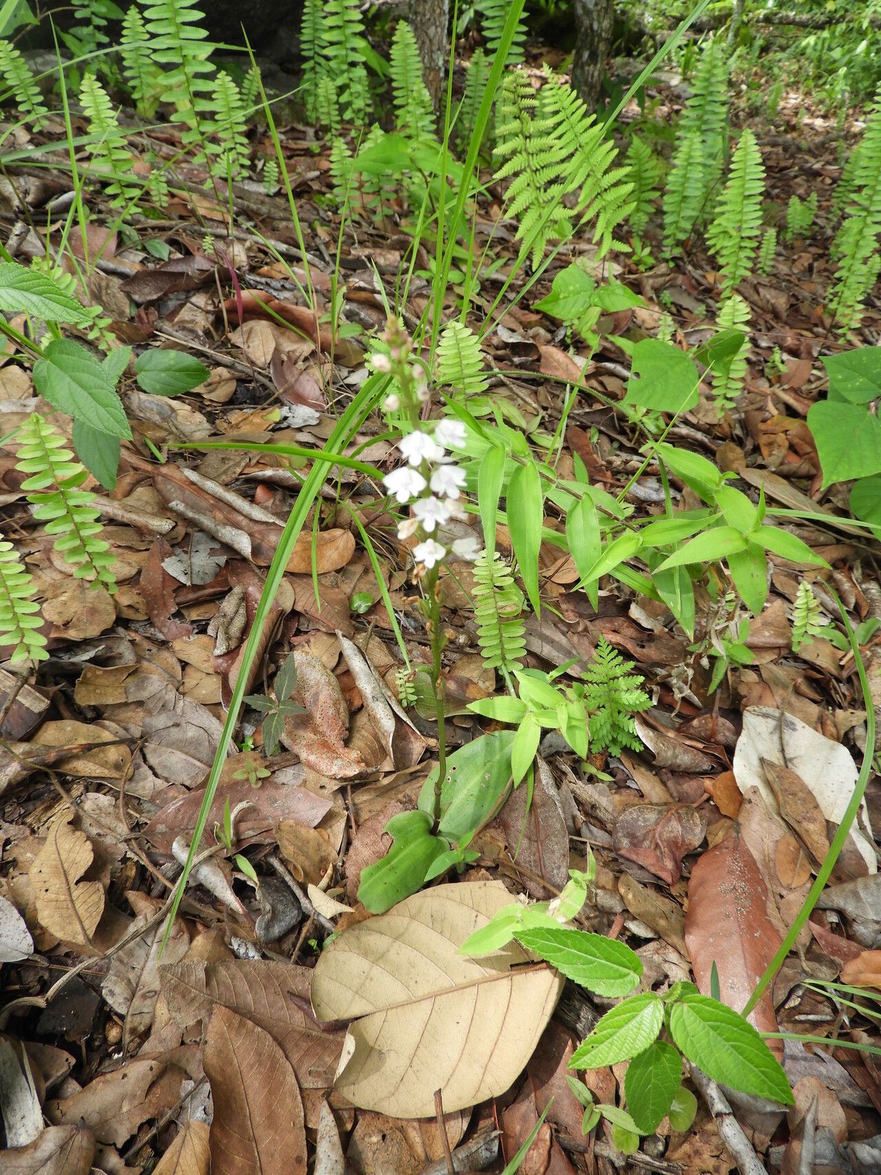 Cynorkis debilis habit