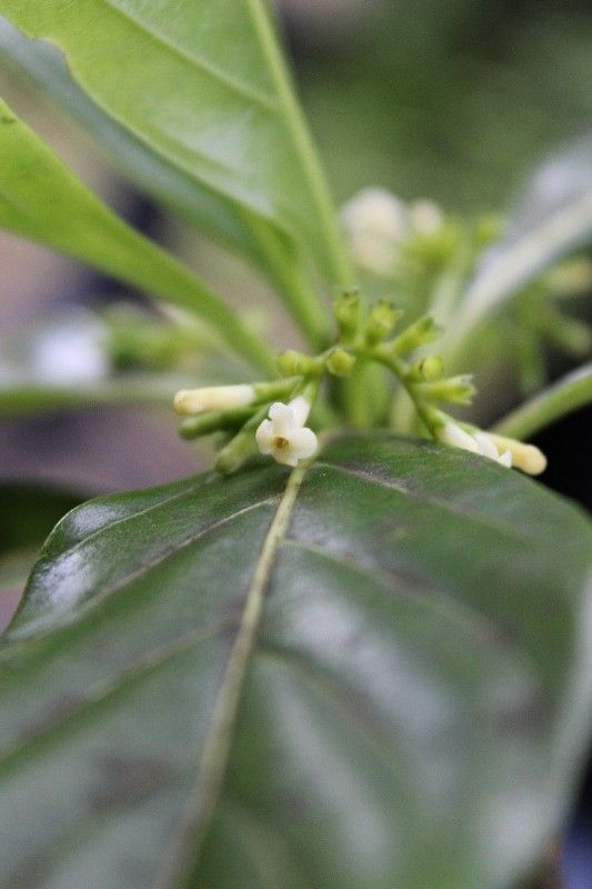 Antirhea borbonica flower