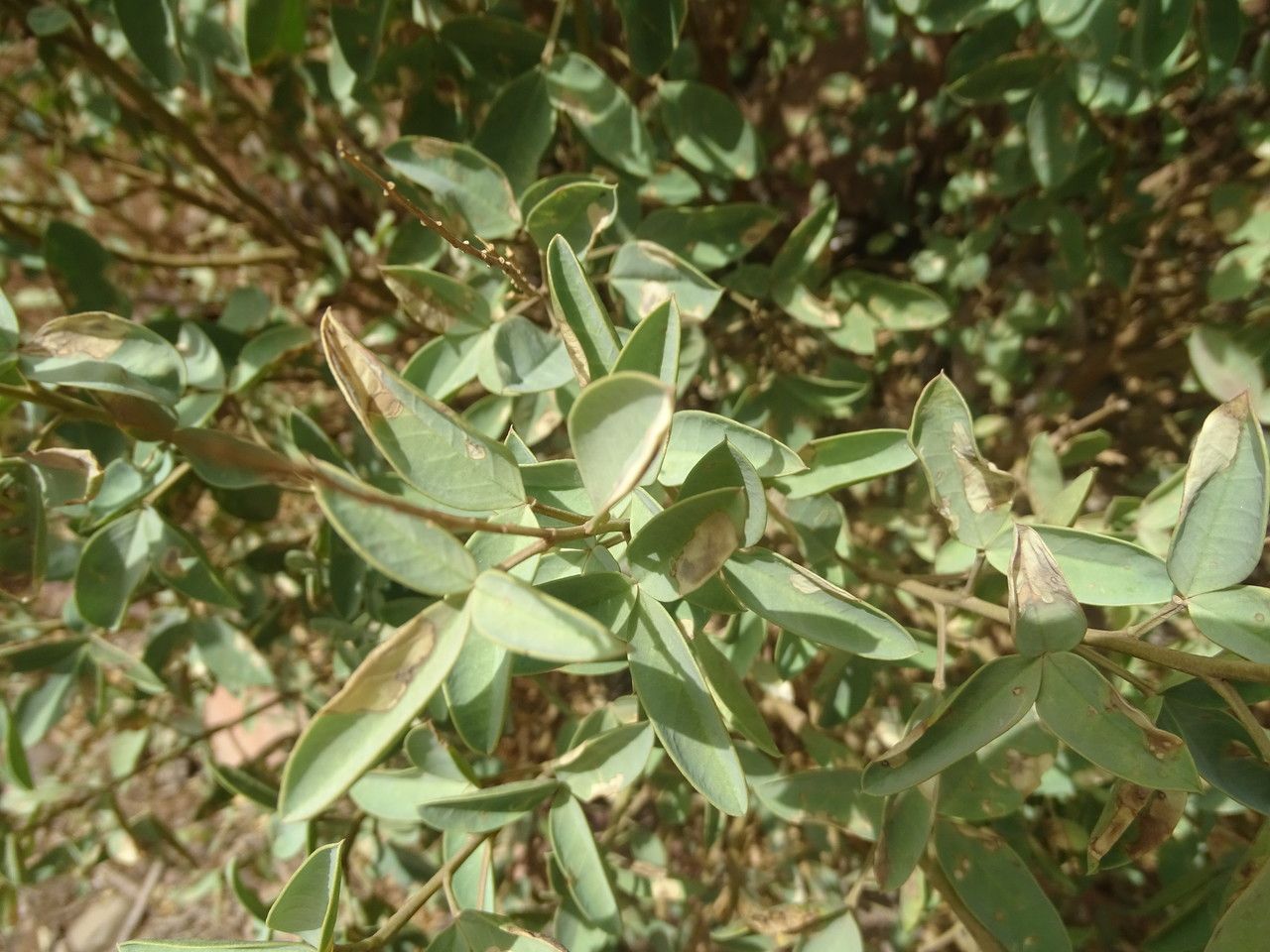 Adenocarpus cincinnatus — related species from the same genus