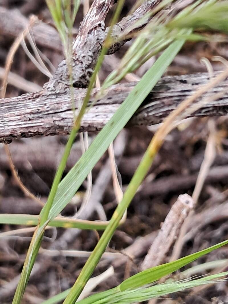 Festuca ligustica — houseplant care guide