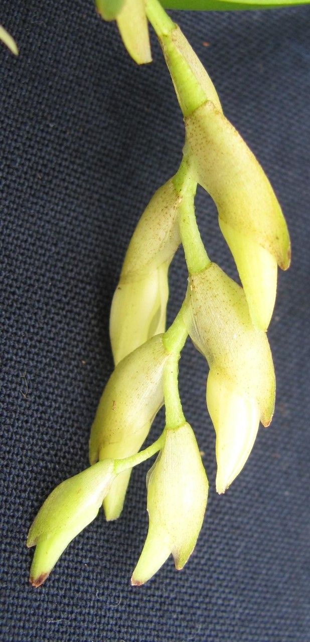 Epidendrum paraguastigma — houseplant care guide