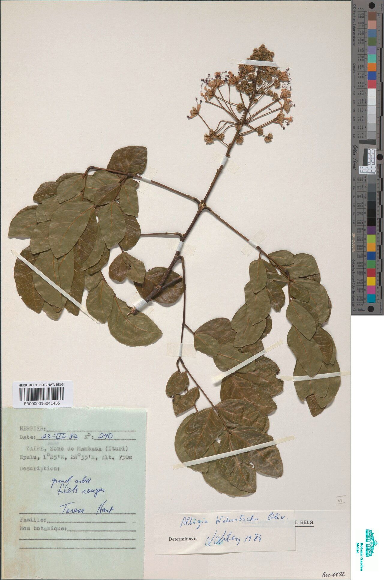 Albizia welwitschii — houseplant care guide