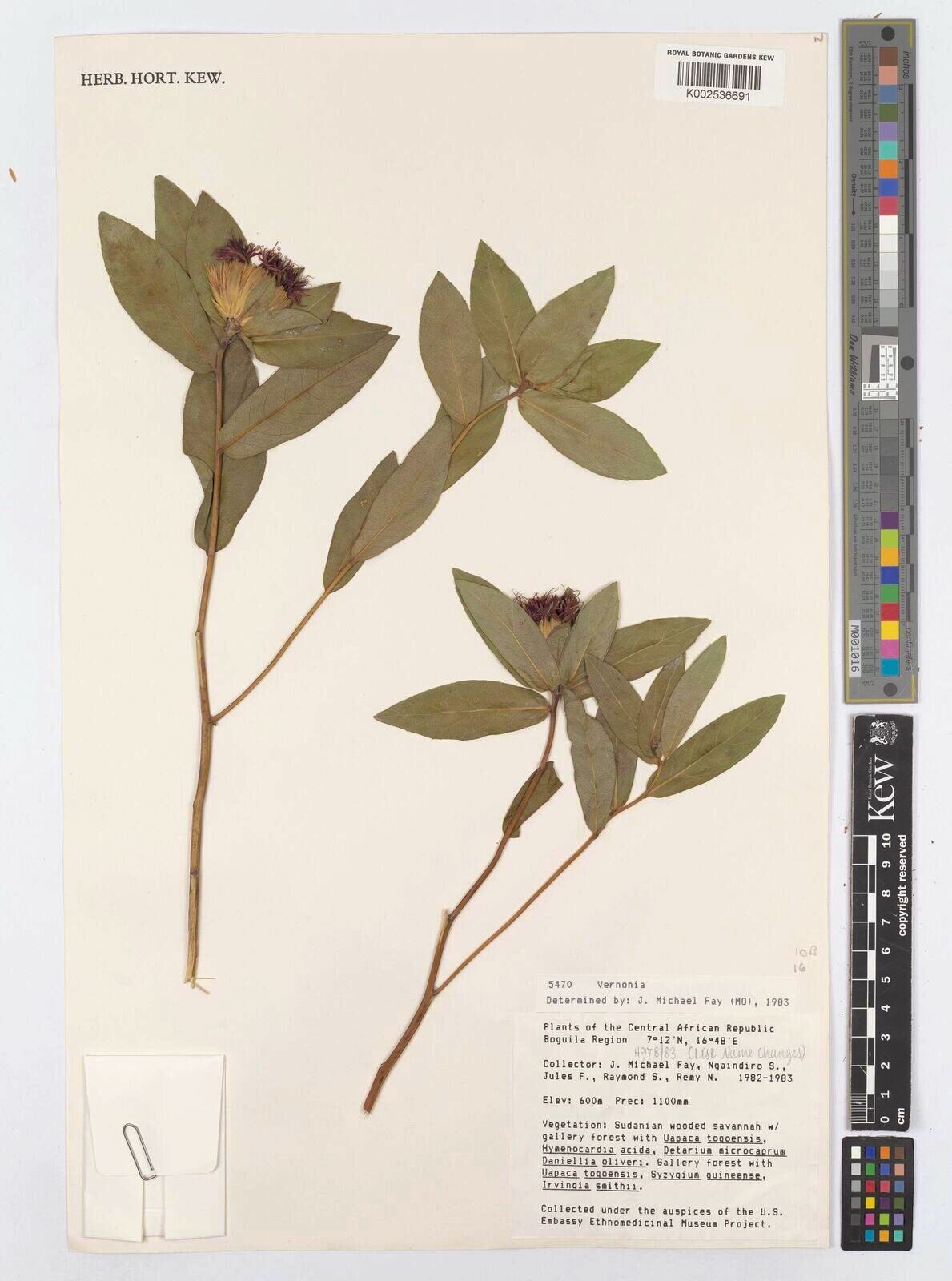 Vernonia kamerunensis — houseplant care guide