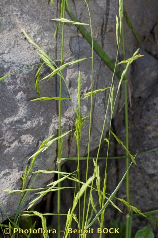 Catapodium tuberculosum other