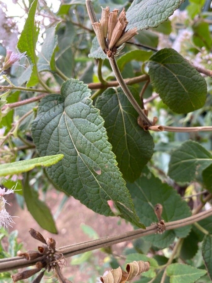 Ageratina havanensis — search result for 'Cuba'