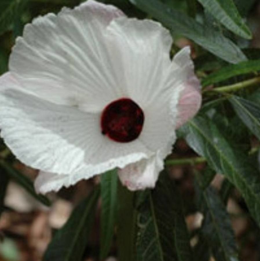 Hibiscus heterophyllus flower
