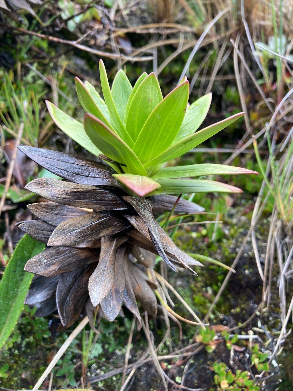 Gentianella dasyantha leaf