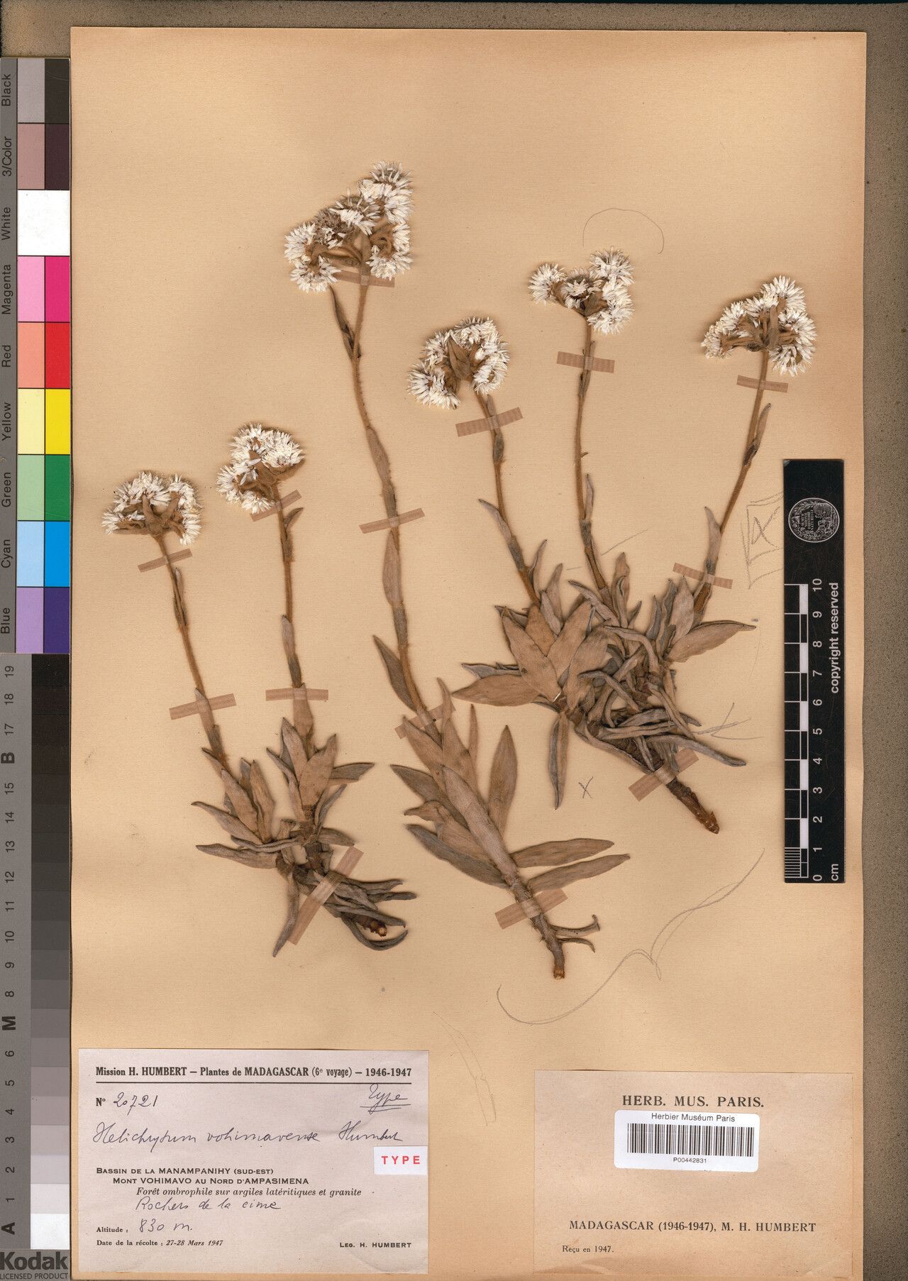 Helichrysum vohimavense — houseplant care guide