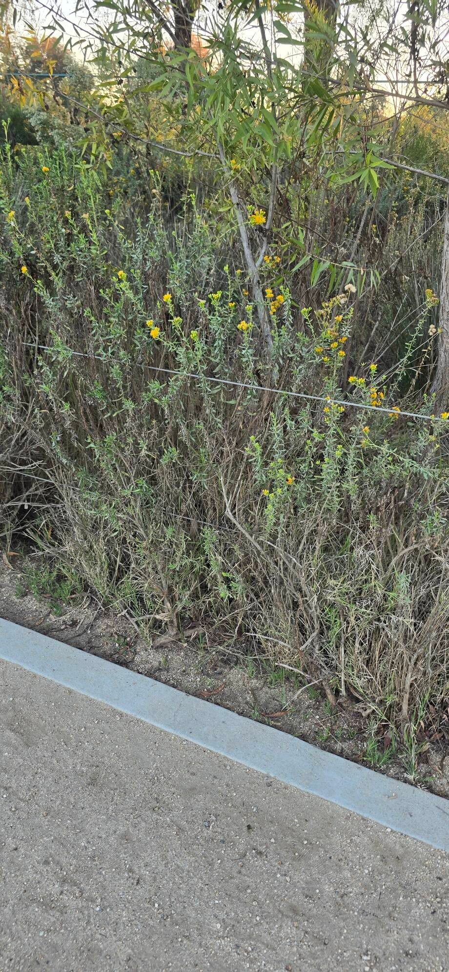 Isocoma menziesii habit