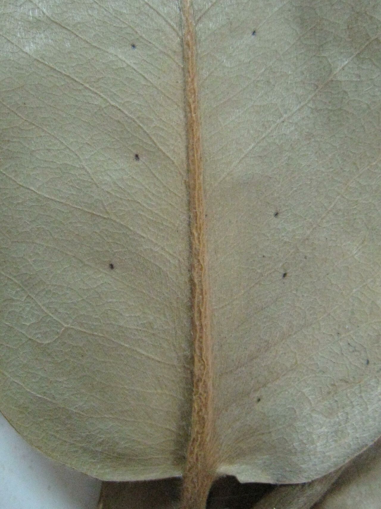 Diospyros discolor other