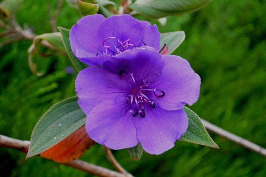Tibouchina urvilleana flower