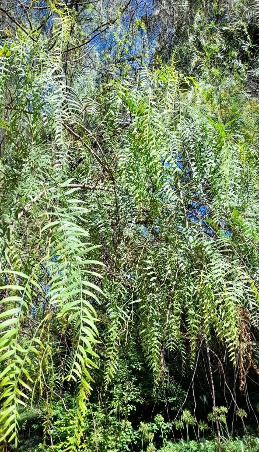 Schinus areira — search result for 'Peru'