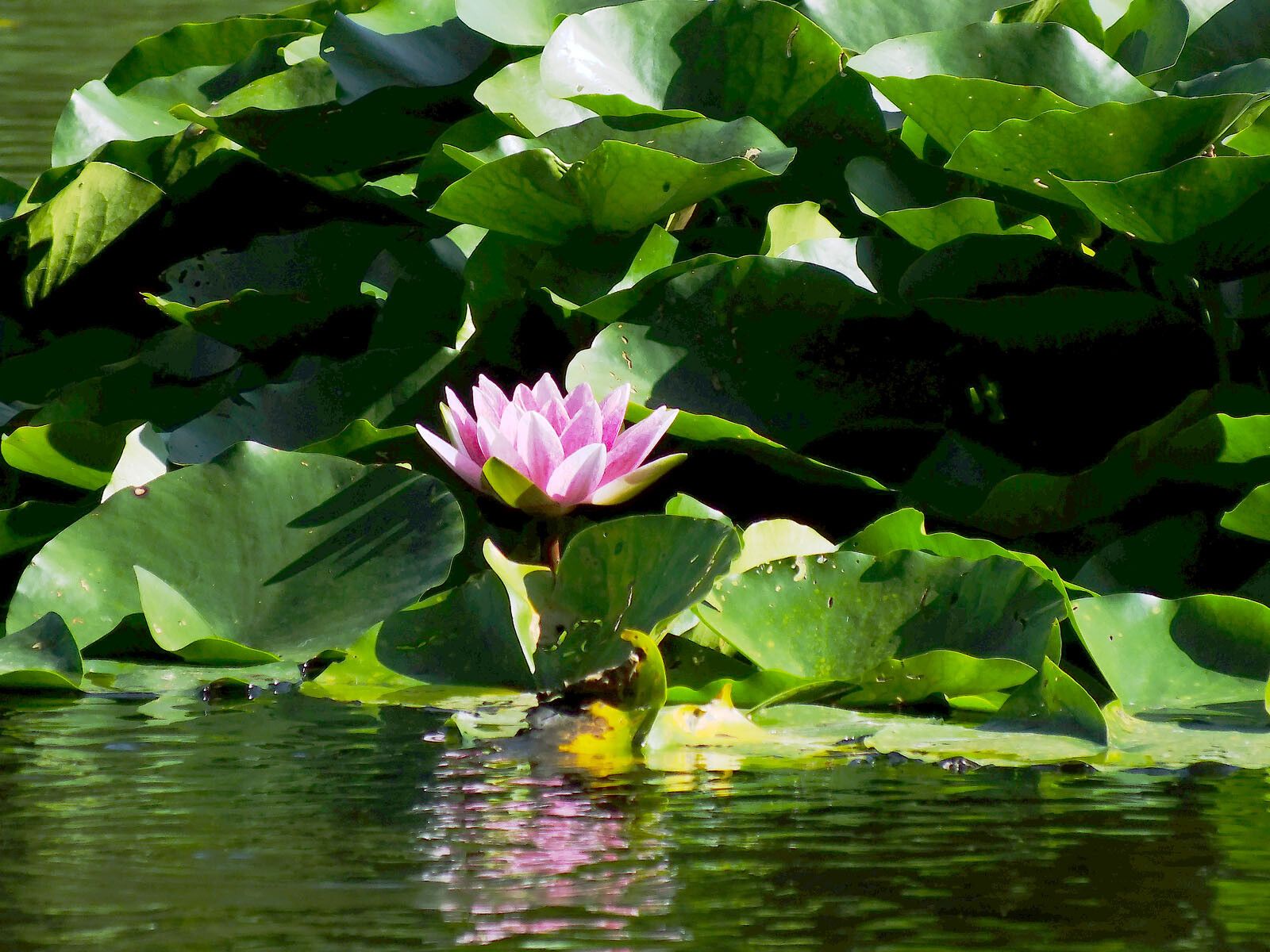 Nymphaea × marliacea flower