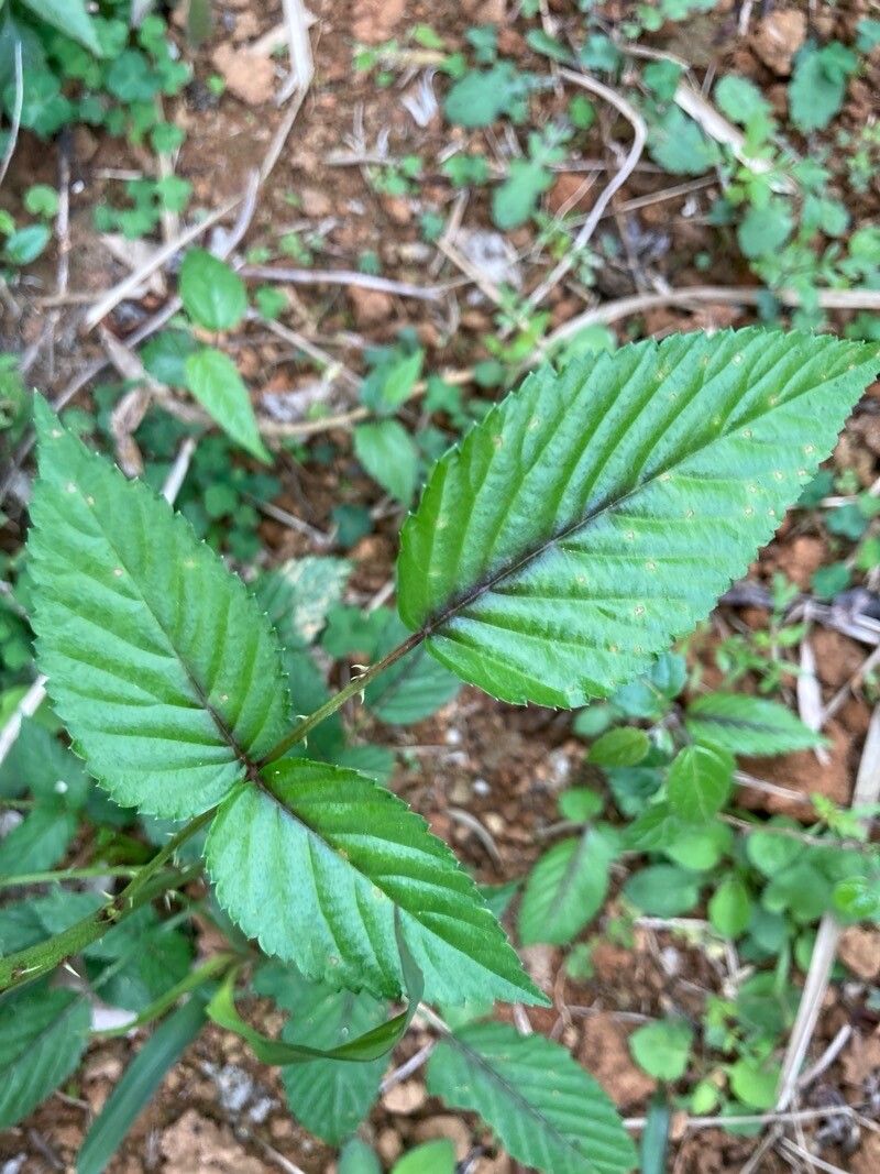 Rubus columellaris leaf