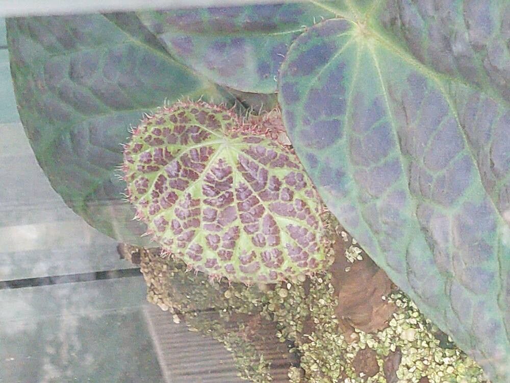 Begonia rockii — houseplant care guide