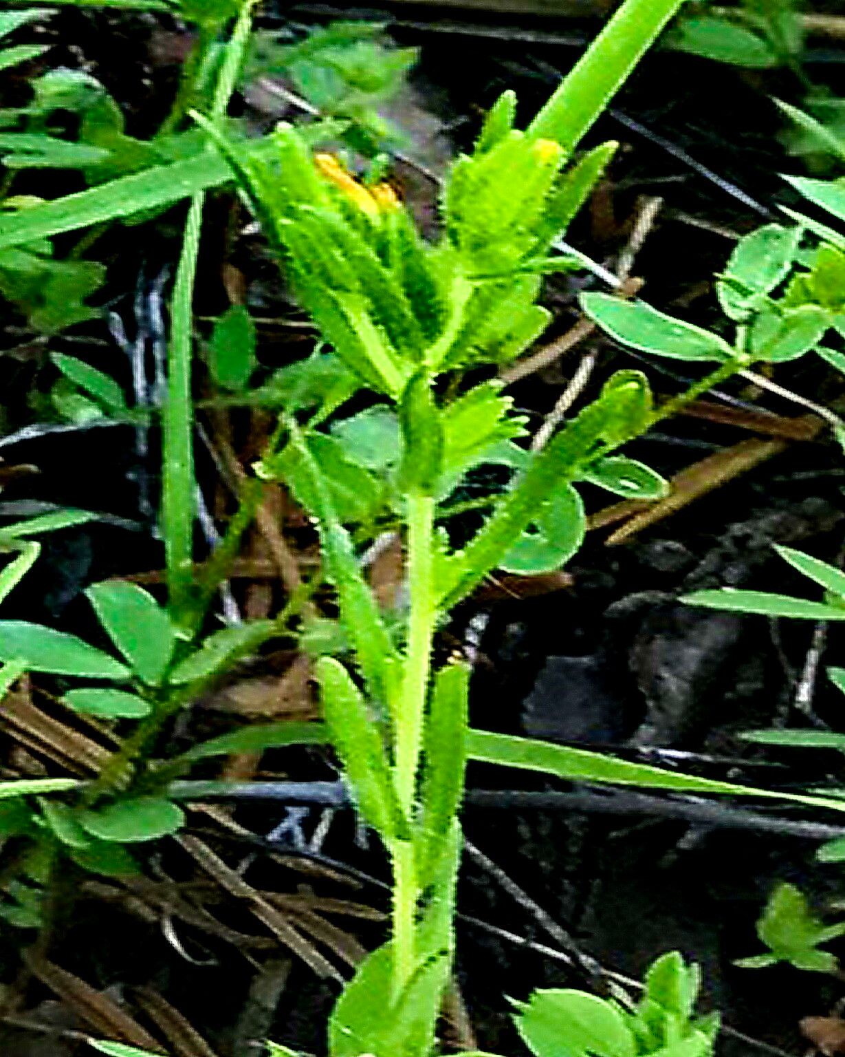 Madia glomerata flower