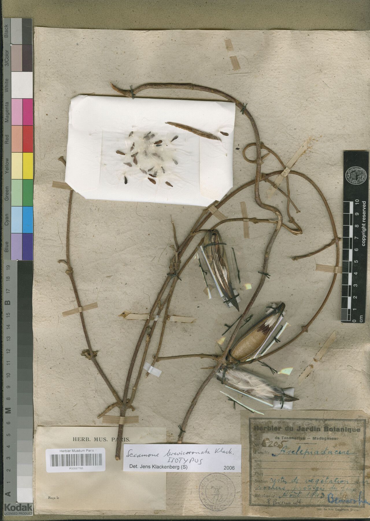 Secamone brevicoronata — houseplant care guide