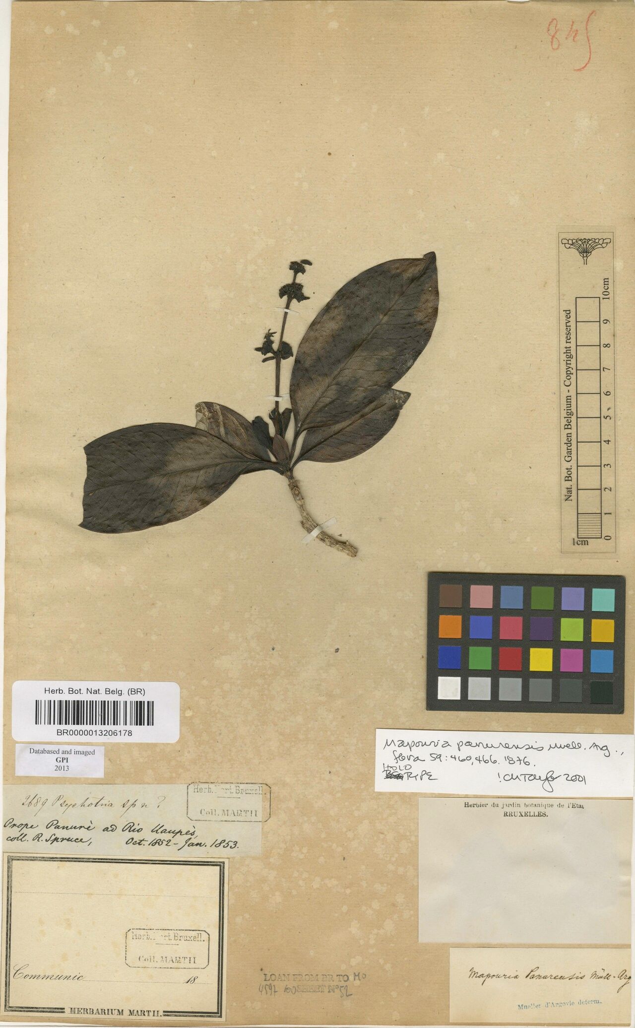 Carapichea panurensis leaf