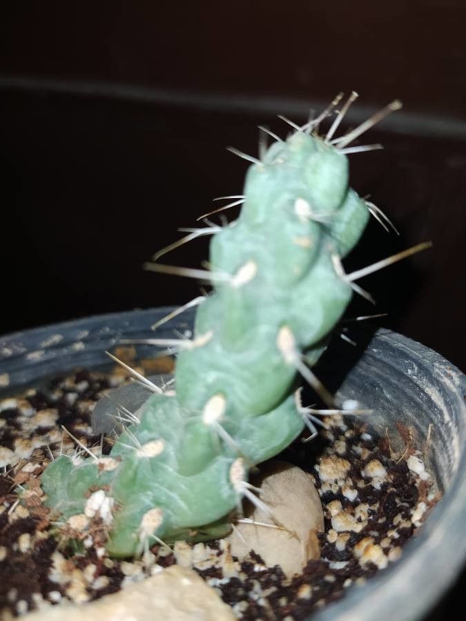 Austrocylindropuntia cylindrica — related species from the same genus