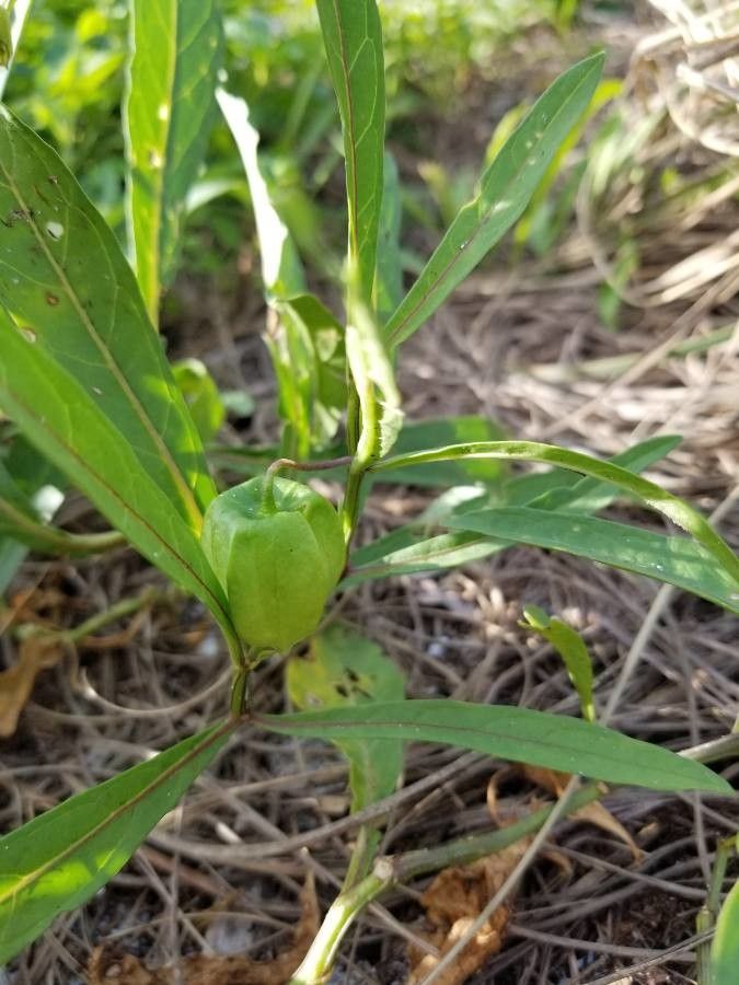 Physalis walteri fruit