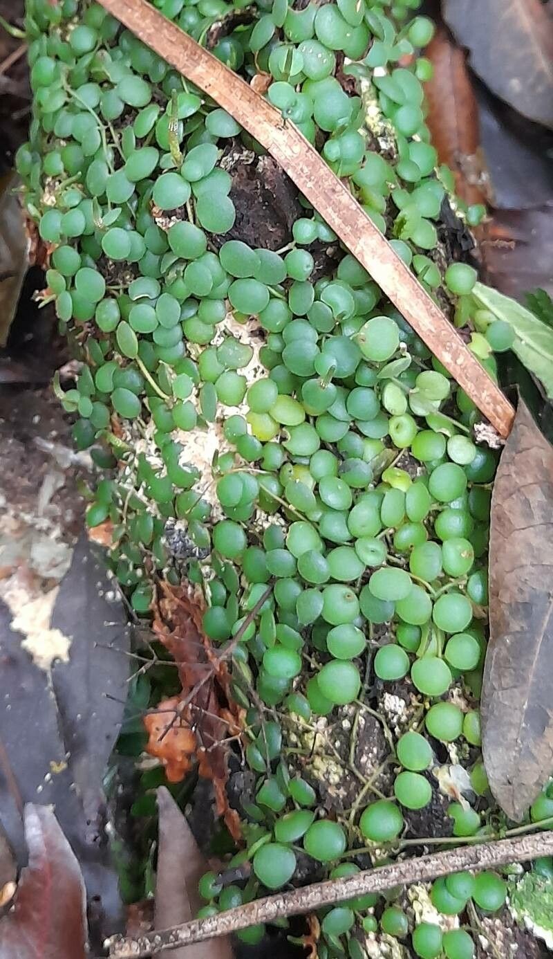 Peperomia circinnata habit
