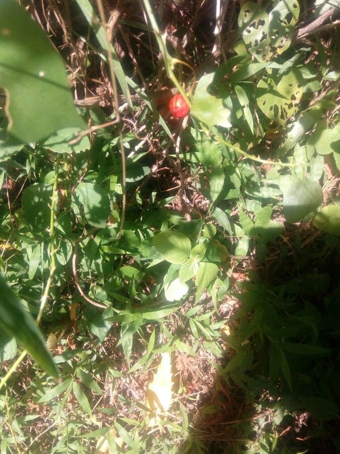 Solanum trilobatum fruit