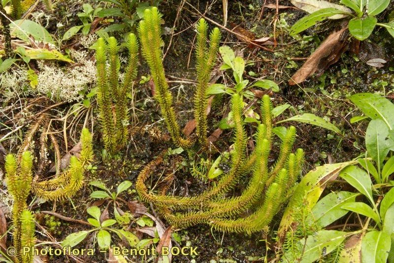 Huperzia dentata bark
