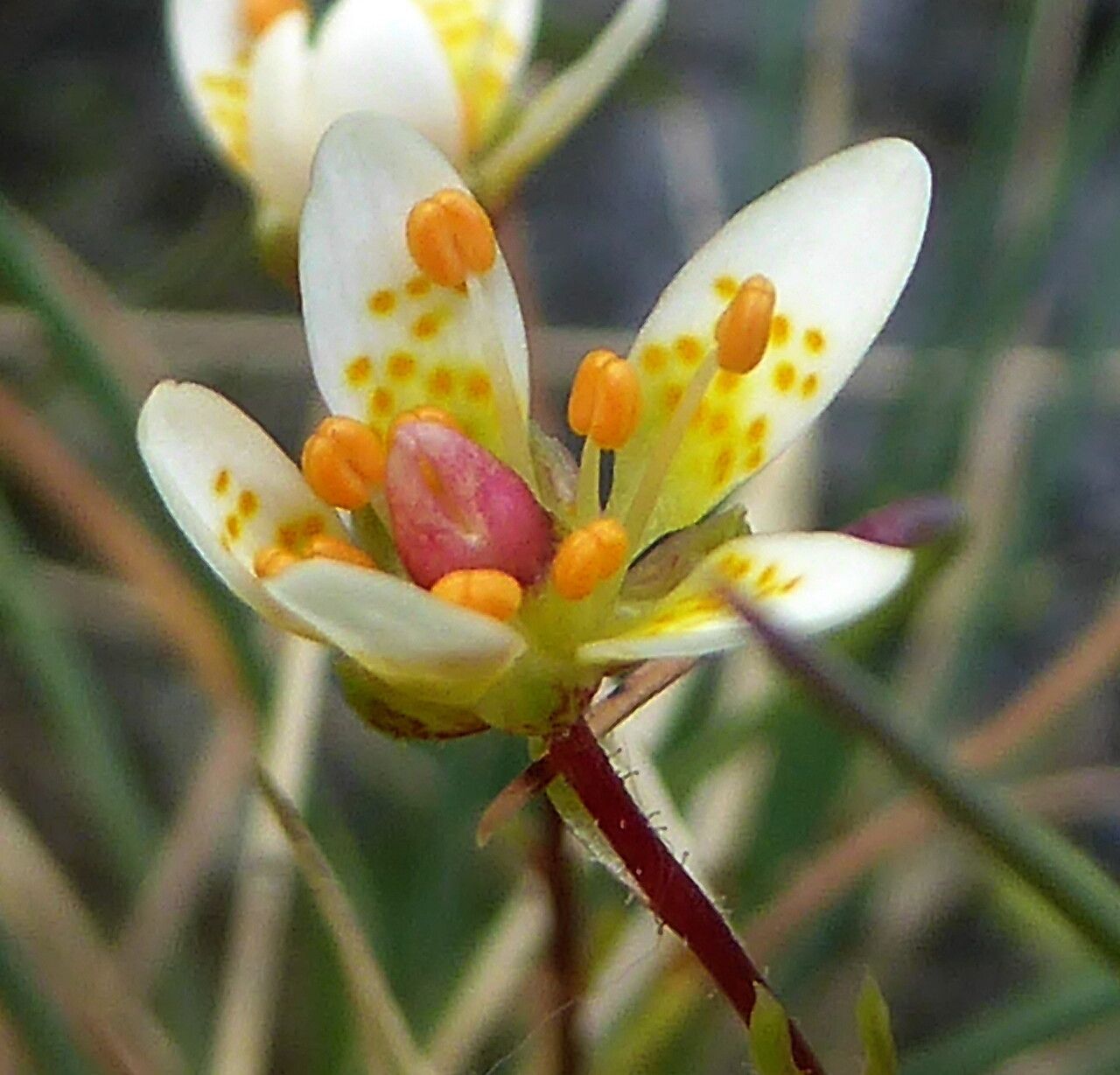 Saxifraga aspera flower