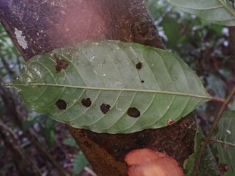 Lecaniodiscus cupanioides — related species from the same genus