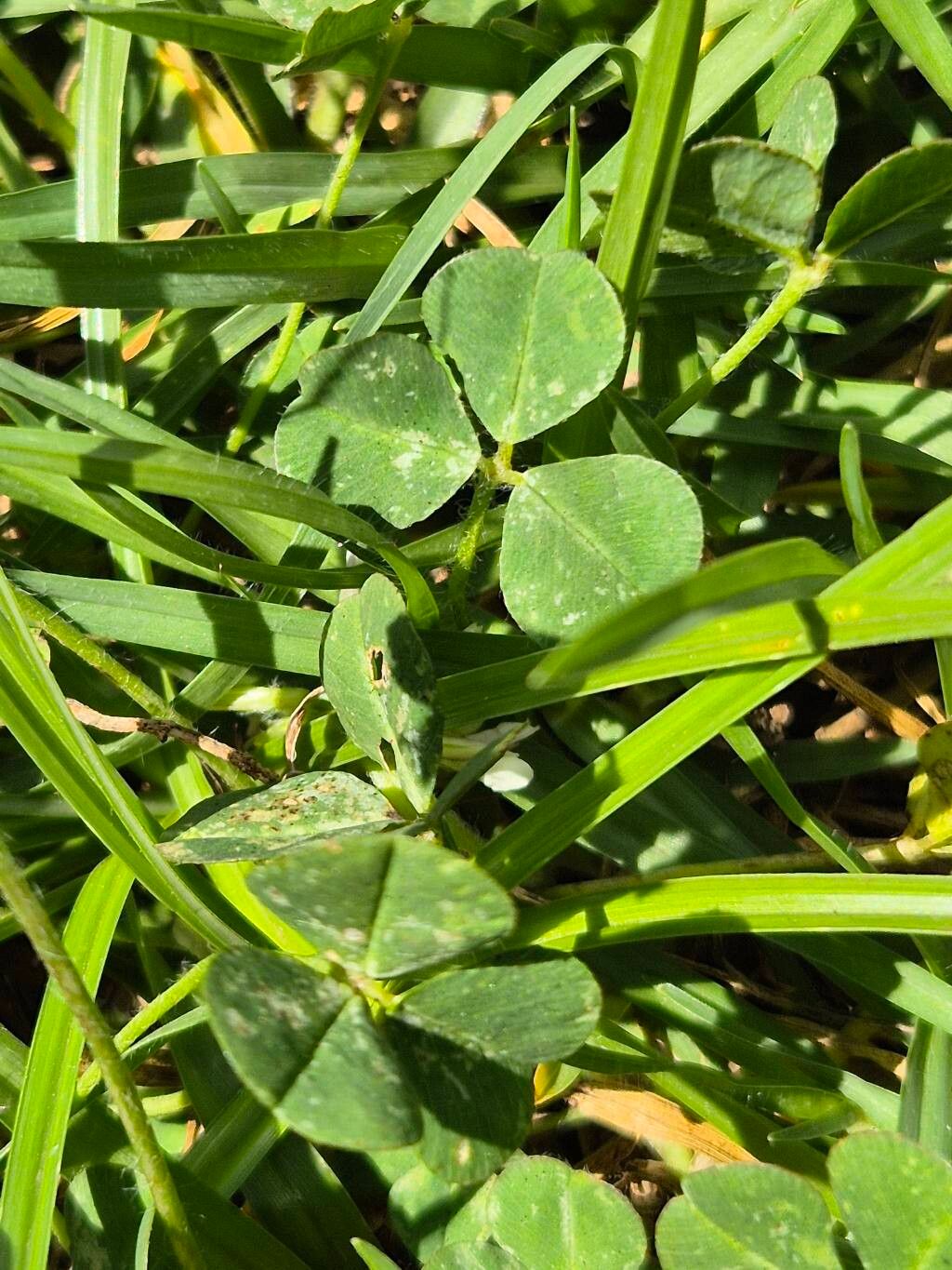 Trifolium elgonense — houseplant care guide