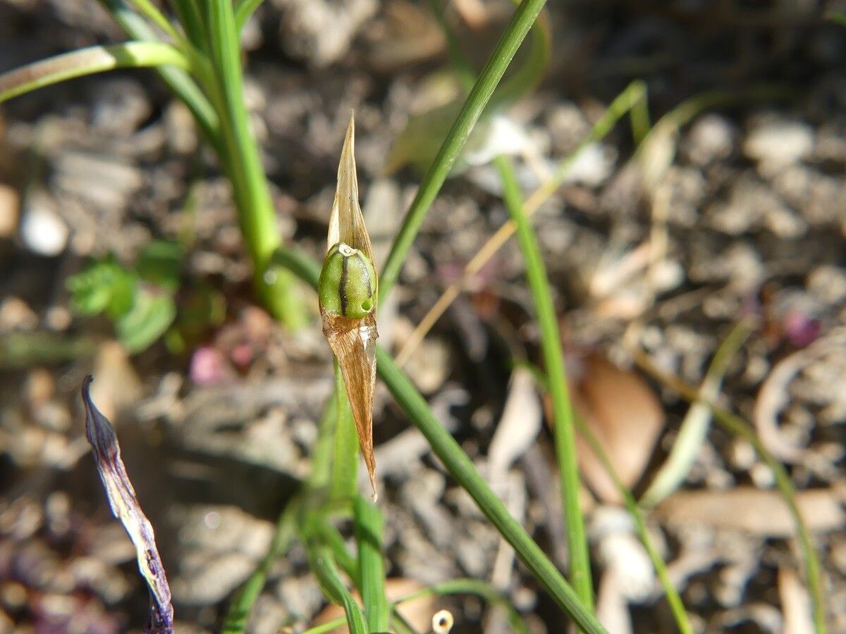 Romulea bulbocodium fruit