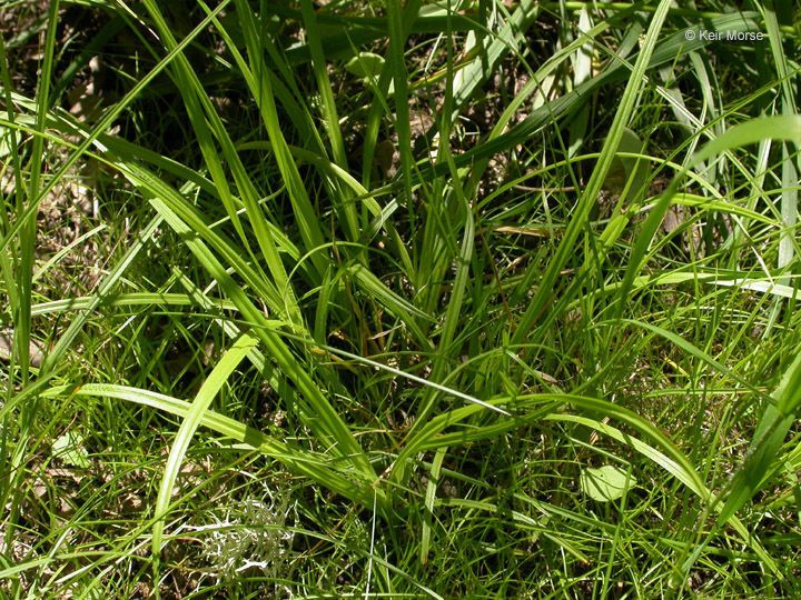Carex leptopoda habit