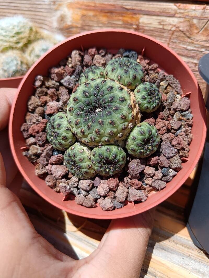 Rebutia canigueralii bark