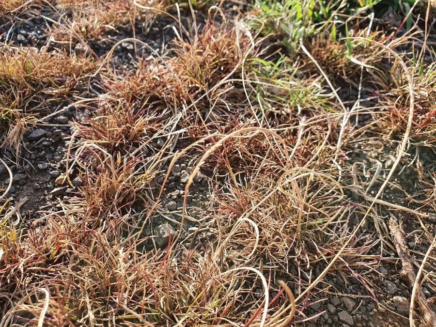 Microchloa kunthii flower
