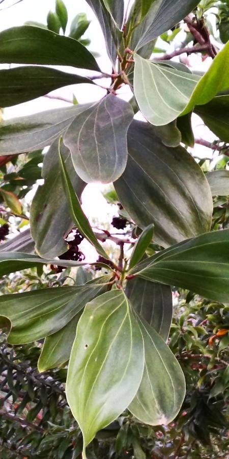 Cinnamomum kotoense — search result for 'Cinnamomum'