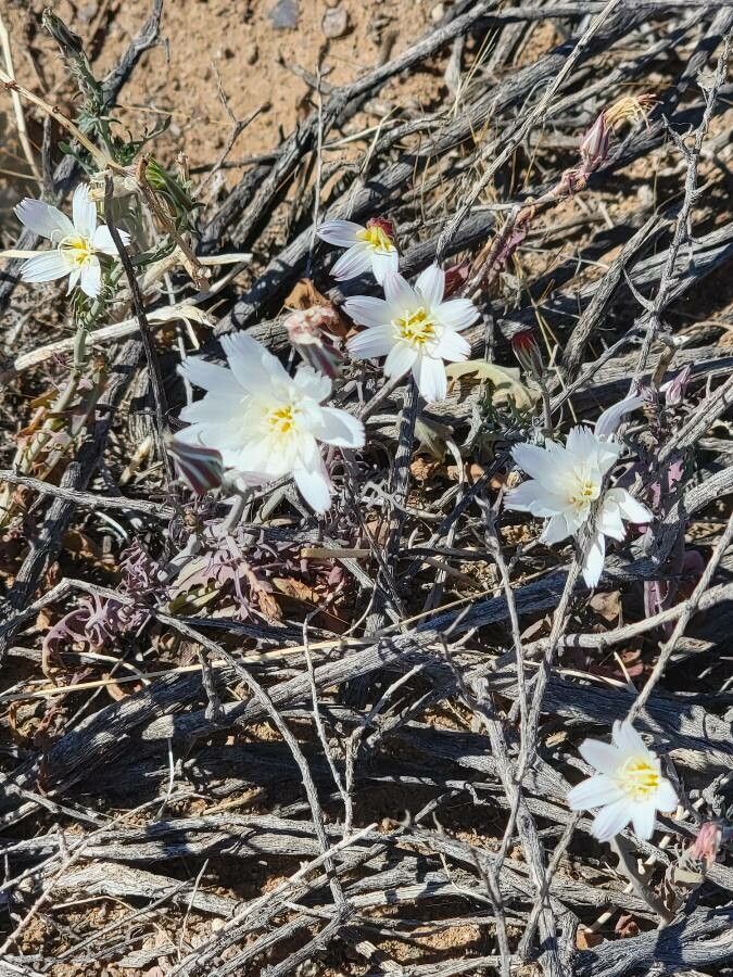 Rafinesquia neomexicana — search result for 'Northwestern US'