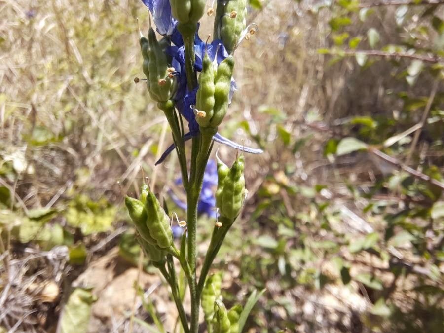 Delphinium verdunense fruit
