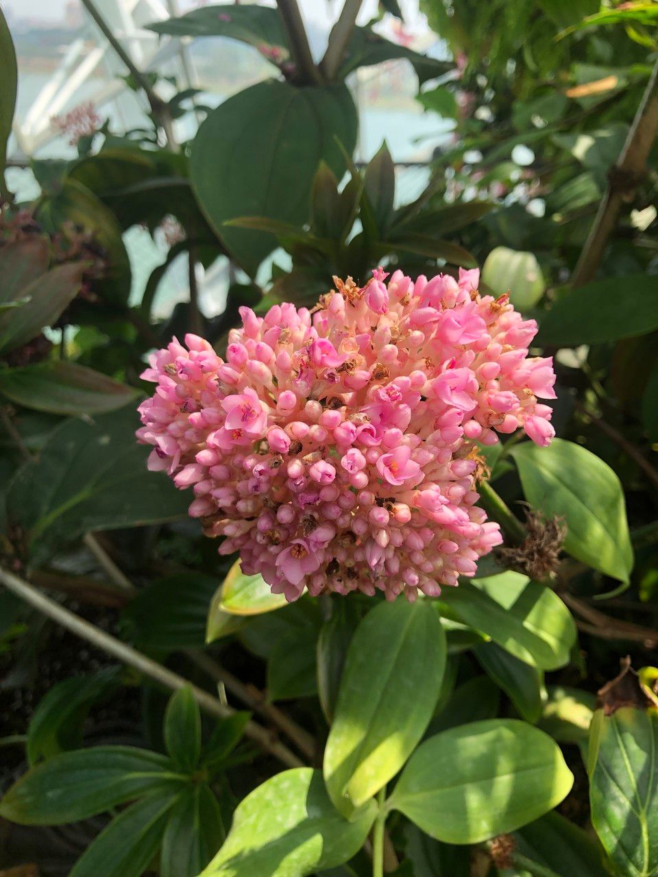 Medinilla intermedia fruit