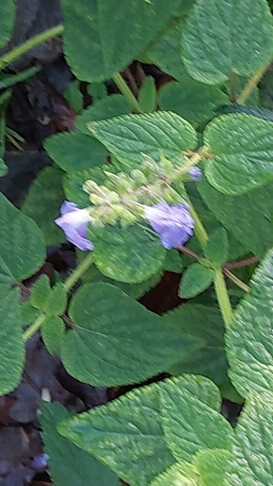 Salvia circinnata flower