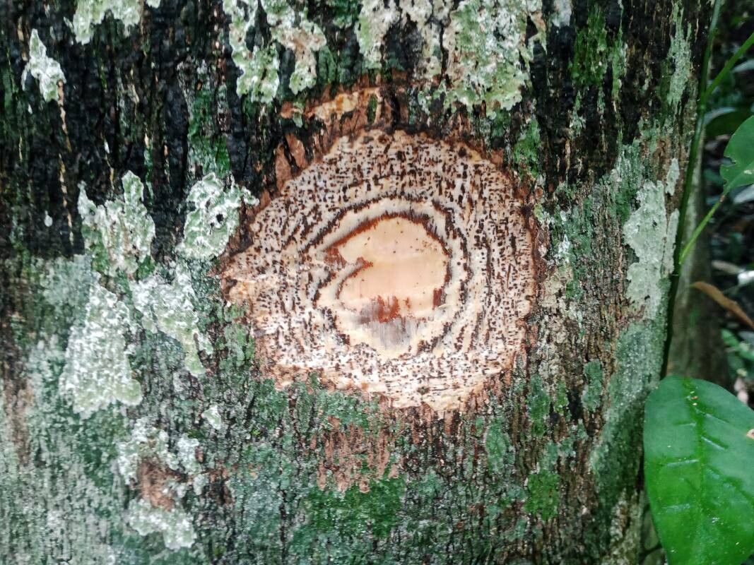 Celtis tessmannii — search result for 'Celtis'