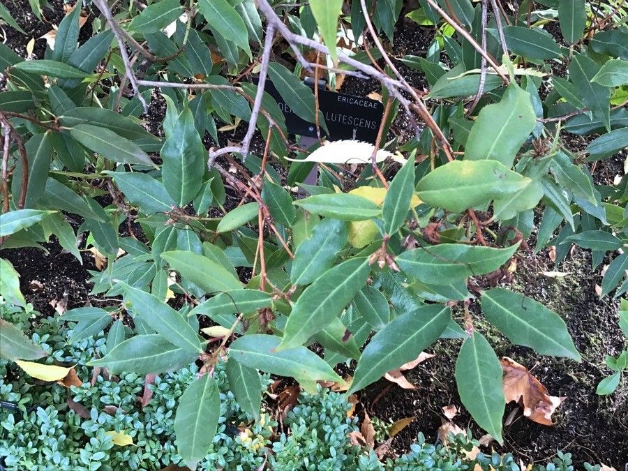 Rhododendron lutescens — houseplant care guide