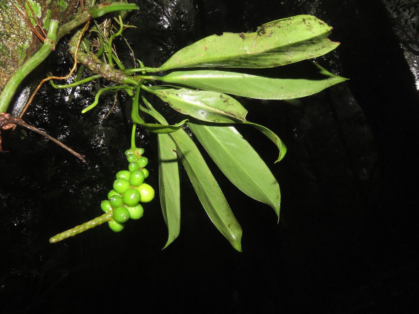Anthurium pittieri leaf