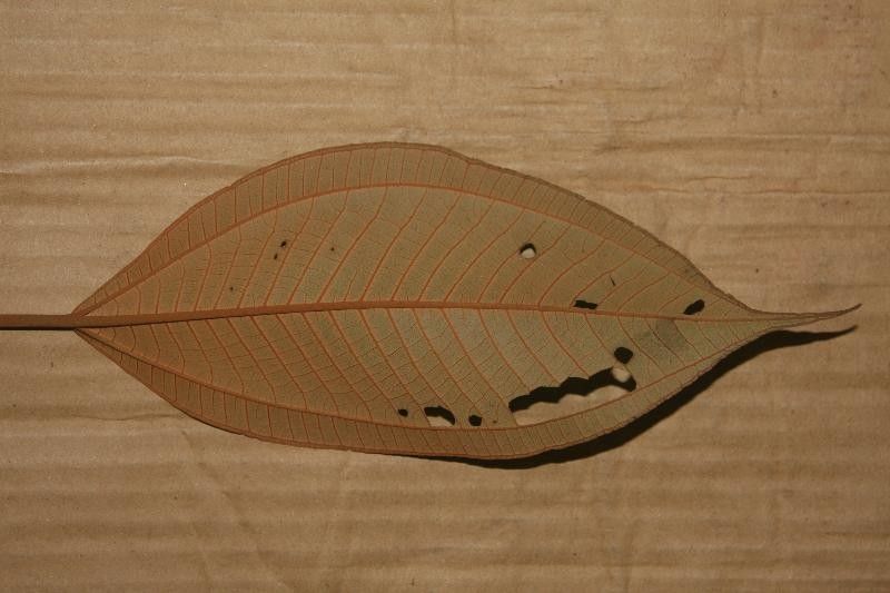 Miconia elata leaf