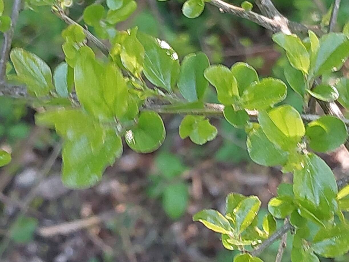 Rhamnus rosthornii — search result for 'Rhamnus'