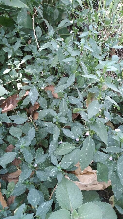 Justicia schimperi — houseplant care guide